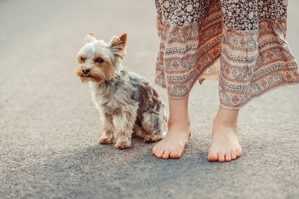 dog, yorkshire terrier, woman, pet, street, nature, animal, yorkie, outdoors